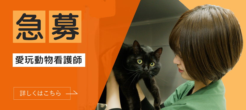 スタッフ急募